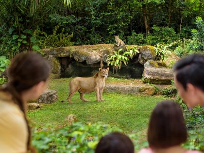 Singapore Zoo - Wild Africa